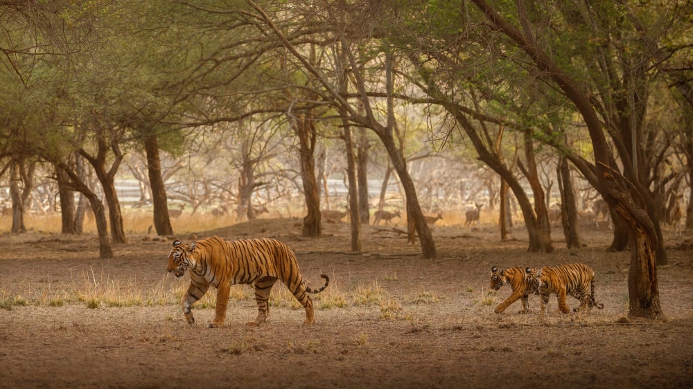 amazing-bengal-tigers-nature-min
